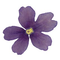 050295 PCB GEDROOGDE EETBARE BLAUWE VERBENA BLOEMEN 50 STUKS ***S/CD***