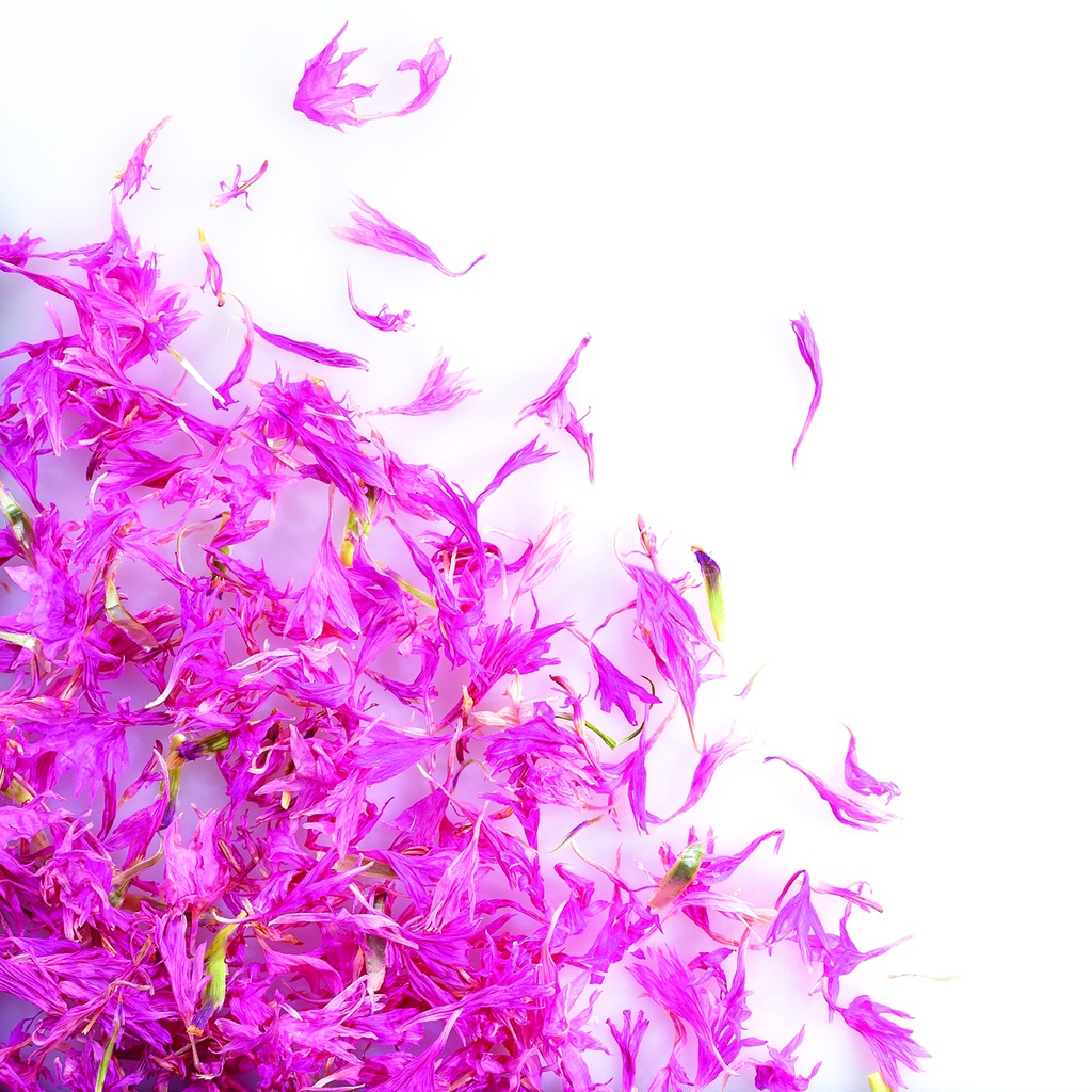 088212 PCB DRIED PINK CORNFLOWER FLOWERS 8GR