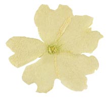 050296 PCB DRIED EDIBLE WHITE VERBENA FLOWERS 50 PIECES ***s/cd***