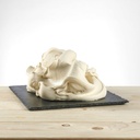 PREGEL SPRINT TIRAMISU 1KG