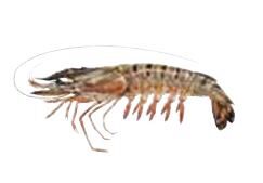 SEACON WHOLE PRAWNS 13-15 1KG 80% XL (NET 0.8KG) PANAEUS MONODON