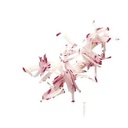 ROBOT COUPE SCHIJF "PM" STICKS 2X2MM