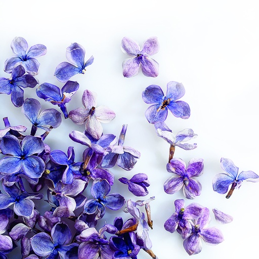 [08058135] 088205 PCB GEVRIESDROOGDE SERING BLOEMEN 2GR