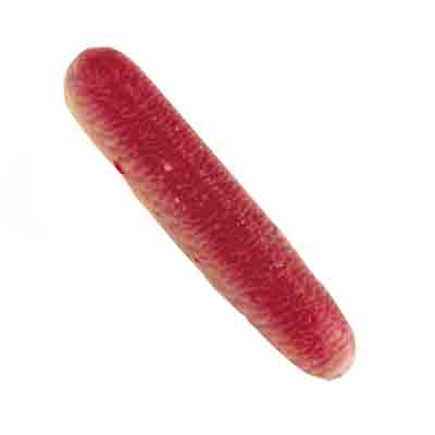 [10020335] 1012820 BLOOD CARTRIDGES L8CM 6PCS