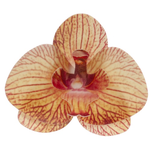 [08041067] ORCHIDEE JAUNE 75X85MM AZYME 10 PCES
