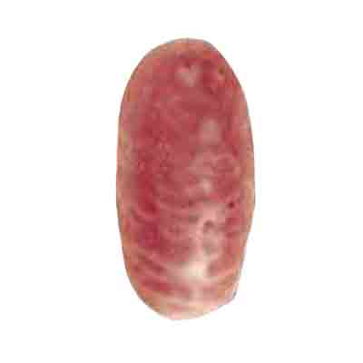 [10020338] 1012823 BLOOD CARTRIDGES L3CM 12PCES