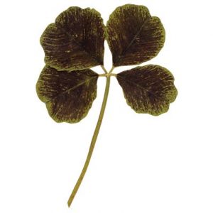 [08056545] 050293 PCB 50PCS DRIED EDIBLE 4-LEAF CLOVERS ***S/CD***
